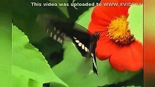 Members Only Butterfly - XVIDEOS.COM — | xhub | tunes into your hunger