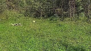 Your Next Obsession Voyeur with a hidden camera spies on a blonde with a gorgeous ass who is sunbathing in a clearing, takes off her panties and fingering her hairy cunt in nature. — | しゃがみ パンチラ | pleases without pause