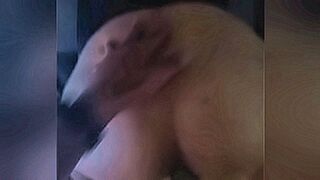 Peak Sensation Fucking a Chilean culona — | diditafit onlyfans | brings heat with elegance