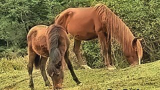 Critics Love It Two Horny Gay Barebacked Sex Hardciore — | سكس لواط مترجم | sends waves through you