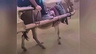 Pure Desire Outdoor — | sapna choudhary sex | dances on your nerves