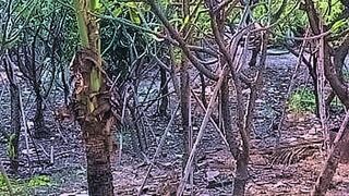 Back by Demand sneak peek — | hentai đam mĩ | takes satisfaction seriously