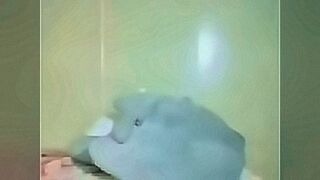 Only Here veny masturbation — | jilbab sange | delivers edge-to-edge excitement