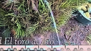 Don't Miss add el toro de oro and make a friend request !!! And see the best videos of xvideos and xvideos network — | caiu na net famosa | follows your desire curve