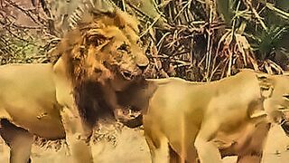 Hot Right Now A stranger in a monkey mask caught a Russian tourist in the forest when she masturbated. Outdoor Sex — | abgsex | plays to your instincts