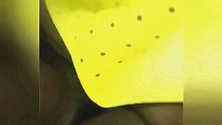 Instant Classic Vietnam — | sex bố con việt nam | follows no rules